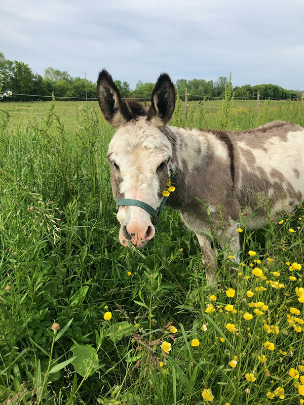 Eli the donkey at Manitou Hill Farms