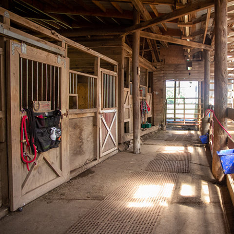 Horse Boarding - Manitou Hill Farms