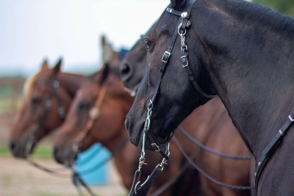 Manitou Hill Farms - Riding Lessons - Summer Camp - Birthday Parties